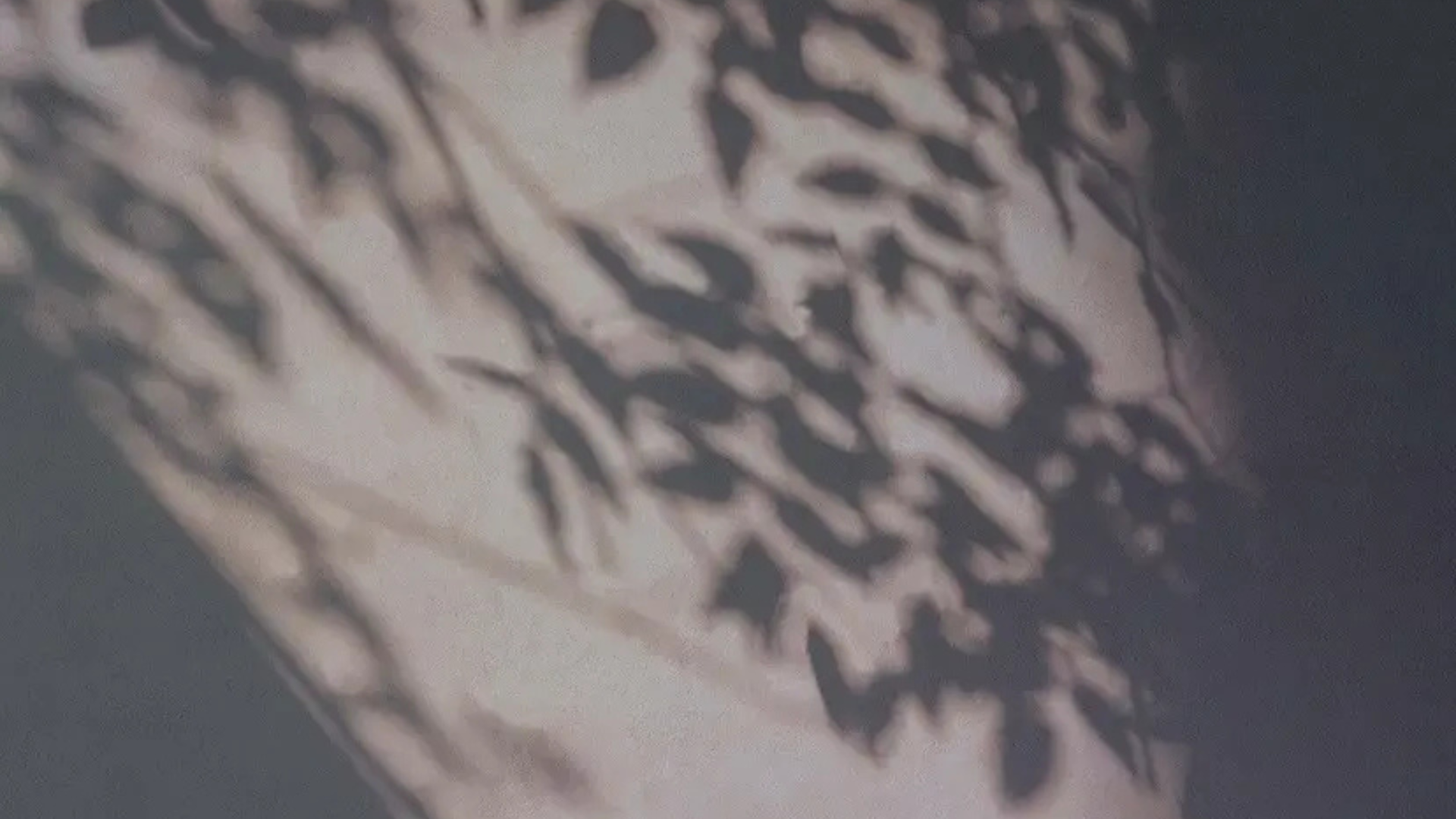 Shadow  Shadow